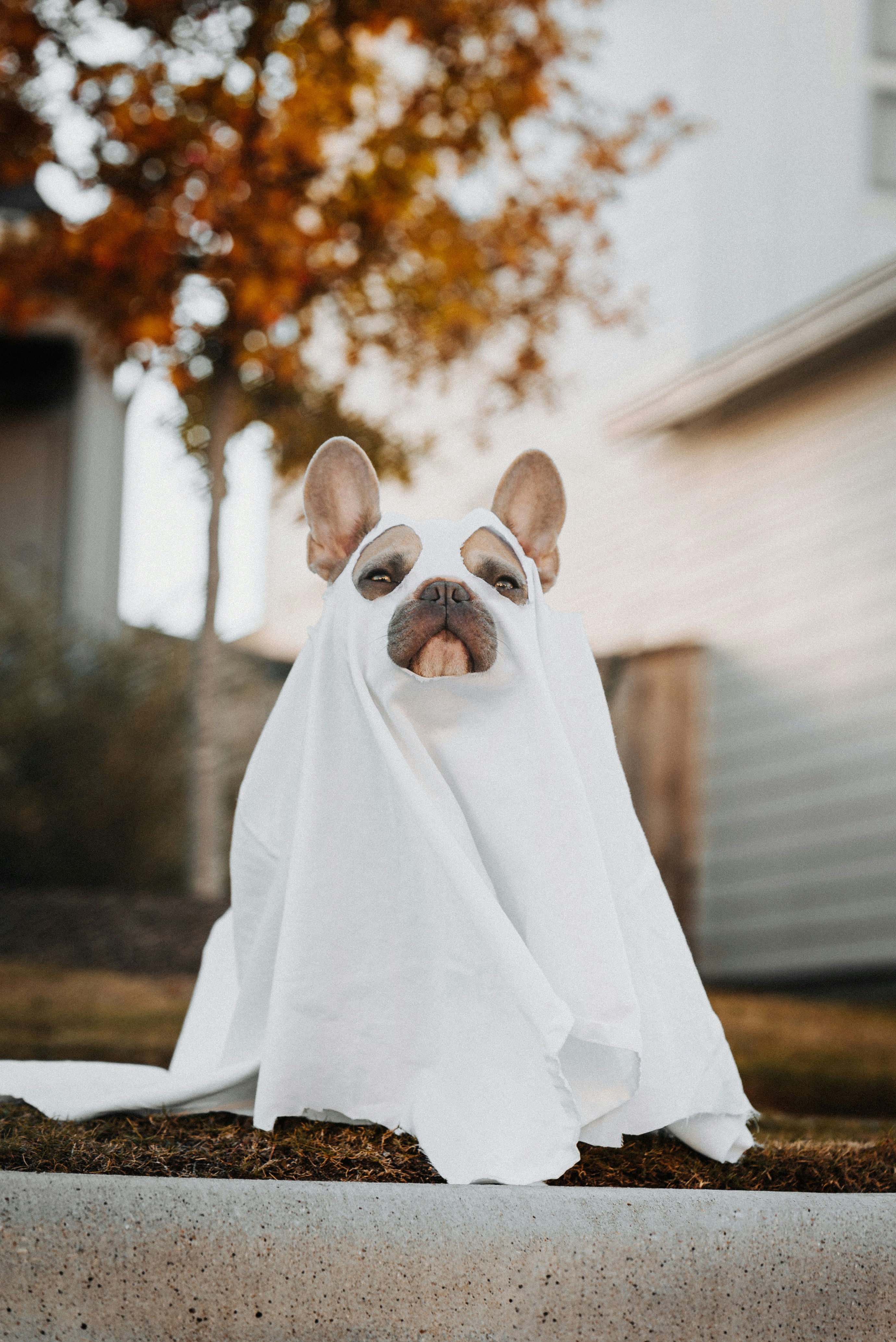 spooky dog